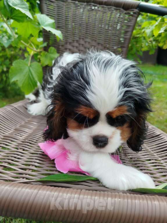 Собаки в Иваново: Девочка триколор, просто очаровашка. Девочка, Бесплатно - фото 3