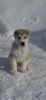 Среднеазиатская овчарка, алабай, щенок