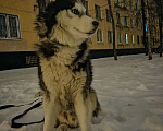 Собаки в Санкт-Петербурге: Отдаю любого мальчика в дoбpыe pуки, причина рождение ребёнка у него аллергия на его шерсть.  Мальчик, 5 000 руб. - фото 1