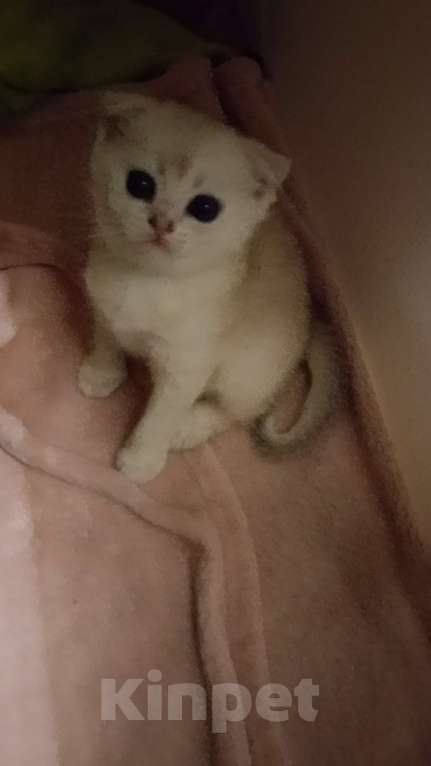 Кошки в Москве: Вислоухая красотка Девочка, 20 000 руб. - фото 1