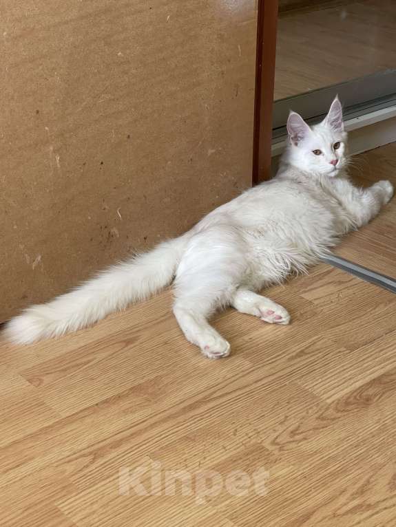 Кошки в Москве: Пушистый ангел для вашего настроения Мальчик, 100 000 руб. - фото 5