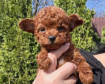 Собаки в Москве: Той пудель тедди девочка Девочка, 150 000 руб. - фото 1