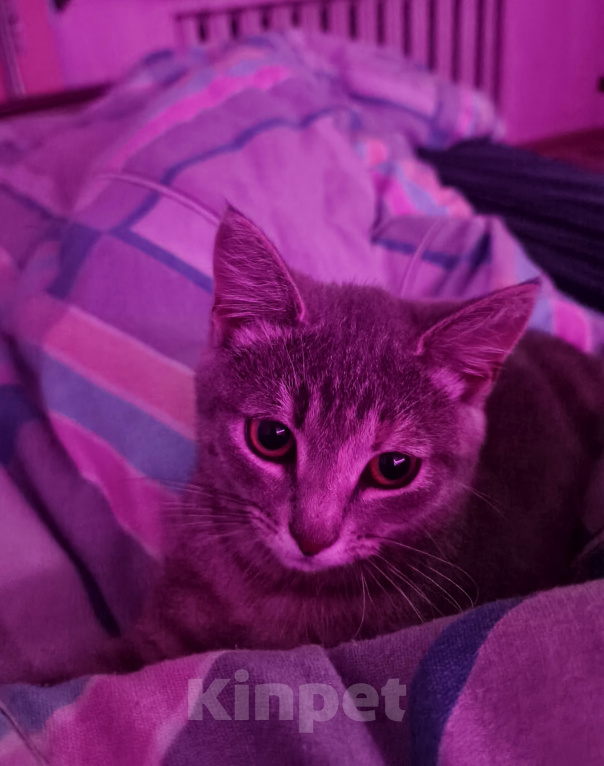 Кошки в Рыбинске: Отдам в добрые руки Девочка, Бесплатно - фото 1