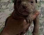 Собаки в Москве: Щенки американского булли в типе покет Разнополые, 70 000 руб. - фото 7