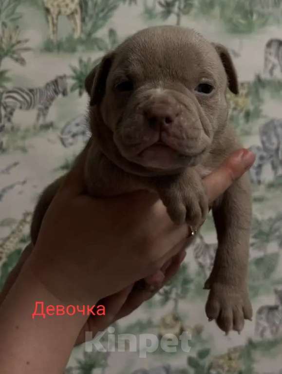 Собаки в Москве: Щенки американского булли в типе покет Разнополые, 70 000 руб. - фото 7