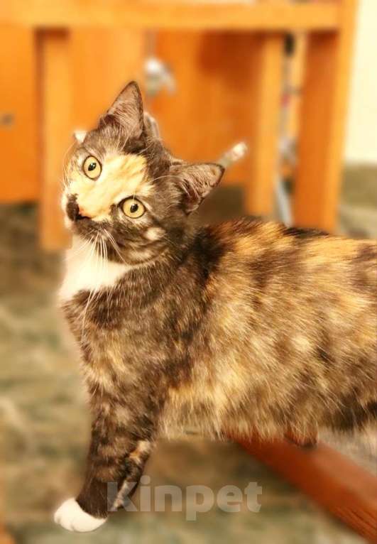 Кошки в Санкт-Петербурге: Кошечка Дарья очень ищет дом Девочка, Бесплатно - фото 1