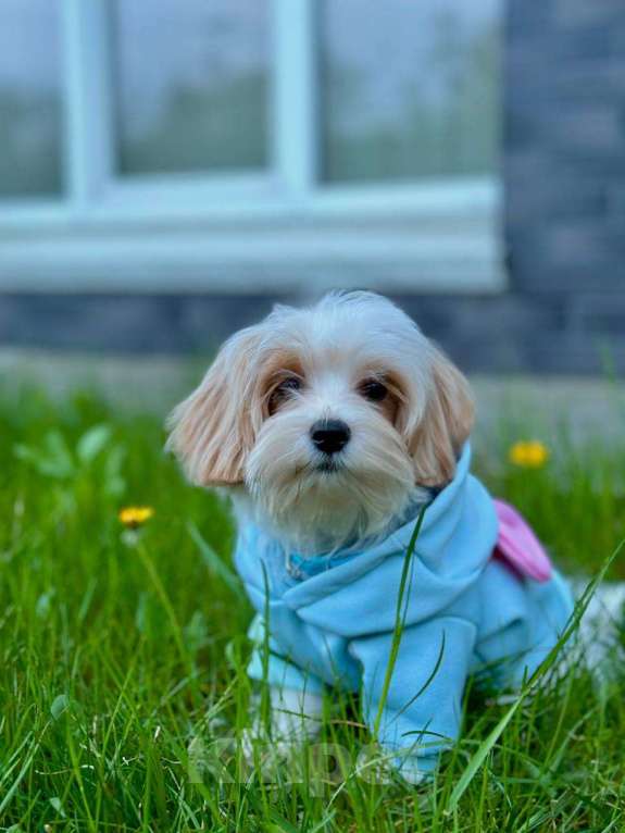 Собаки в Калининграде: Мальчик мальтипу f1 Мальчик, 60 000 руб. - фото 10