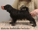 Собаки в Уфе: Щенки цвергшнауцера черный с серебром  Мальчик, 50 000 руб. - фото 3