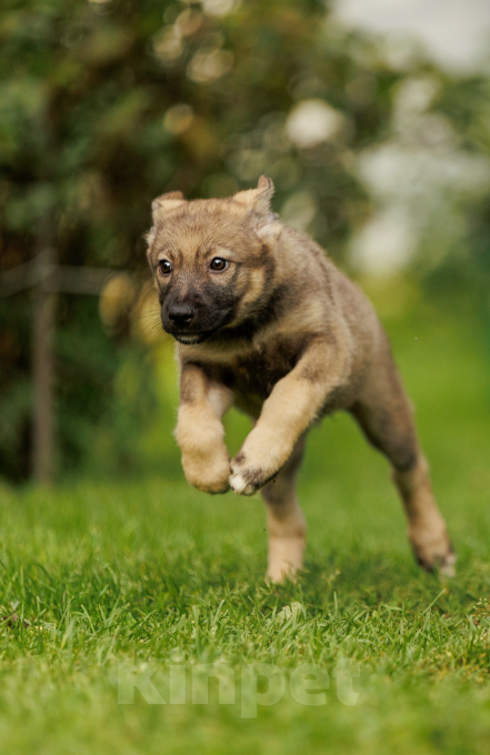 Собаки в Бронницах: Письмо от щенка Девочка, Бесплатно - фото 5