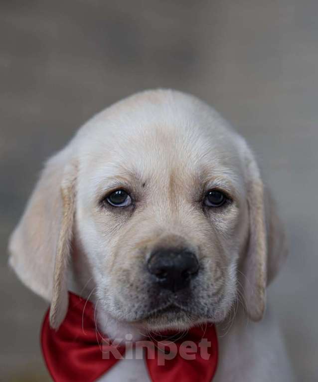 Собаки в Клине: Лабрадор ретривер щенки Разнополые, Бесплатно - фото 1
