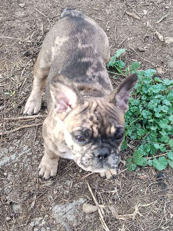 Собаки в других городах Краснодарского края: Щенки французского бульдога  Девочка, 20 000 руб. - фото 1