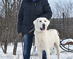 Собаки в Раменском: Норд, ~2 года, ищет семью! Мальчик, Бесплатно - фото 5