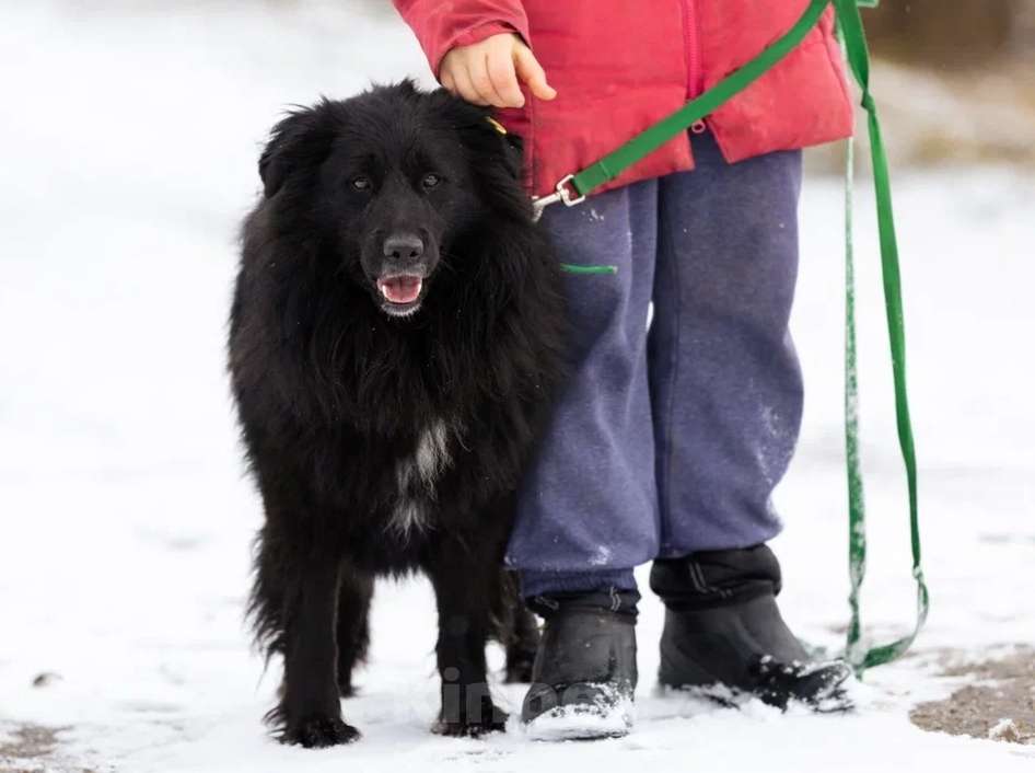 Собаки в Истре: Молодой,ласковый Пух в добрые руки  Мальчик, Бесплатно - фото 3