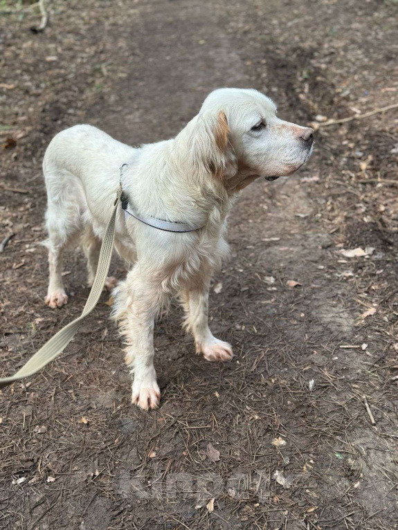 Собаки в Москве: Лео - конопатый ангел ищет семью  Мальчик, 1 000 руб. - фото 10
