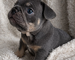 Собаки в Краснодаре: Французский бульдог Мальчик, 70 000 руб. - фото 7