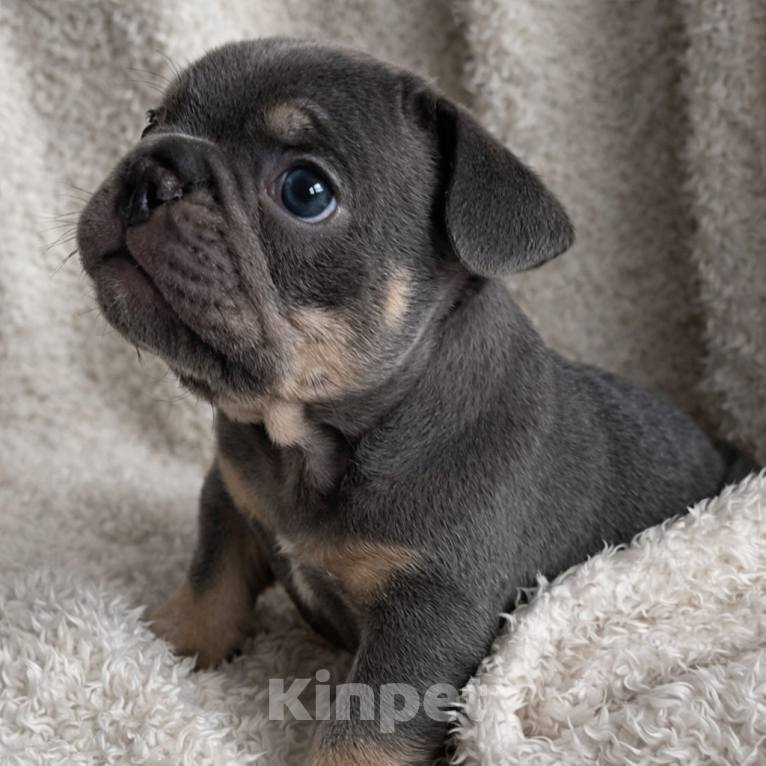 Собаки в Краснодаре: Французский бульдог Мальчик, 70 000 руб. - фото 7