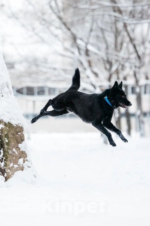 Собаки в Москве: Очень красивый и умный Арчи ищет дом Мальчик, Бесплатно - фото 2
