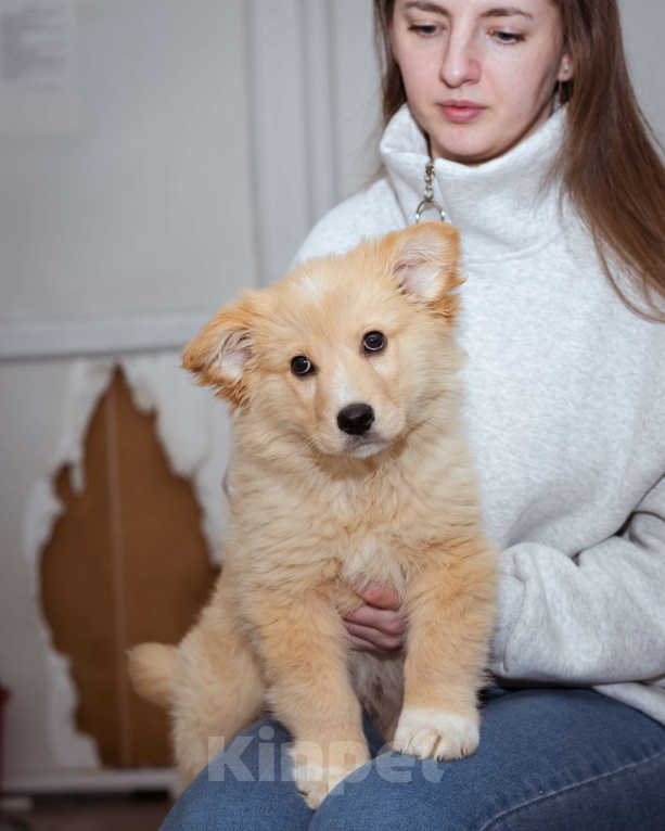 Собаки в Москве: Щенок-мальчик в добрые руки Мальчик, Бесплатно - фото 2
