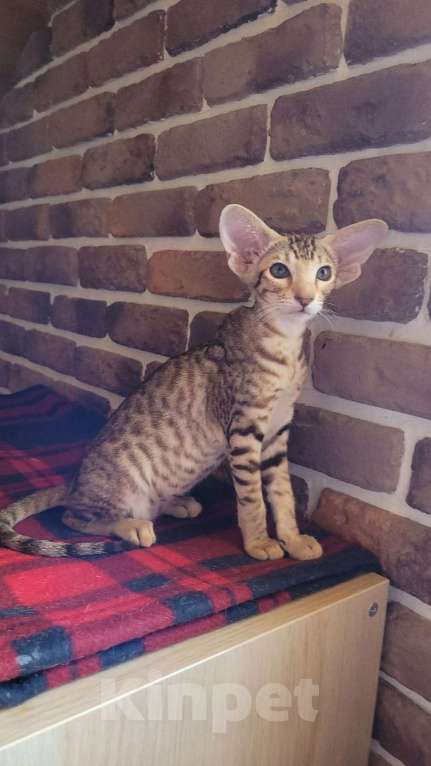 Кошки в Краснодаре: Котёнок  Девочка, 50 000 руб. - фото 1