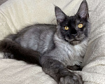 Кошки в Дмитрове: Черный дымчатый мальчик мейн кун Vitas Мальчик, 40 000 руб. - фото 4
