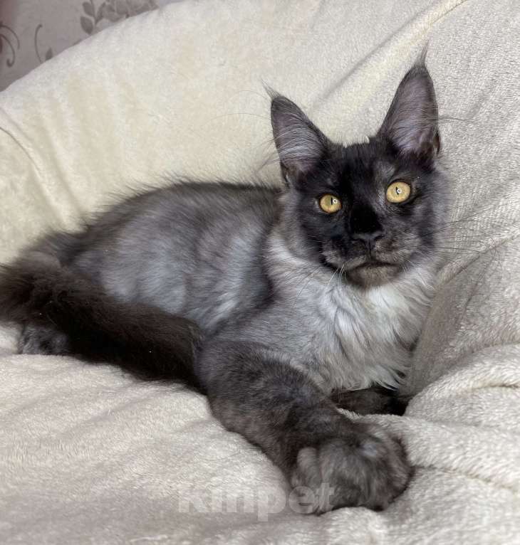 Кошки в Дмитрове: Черный дымчатый мальчик мейн кун Vitas Мальчик, 40 000 руб. - фото 4