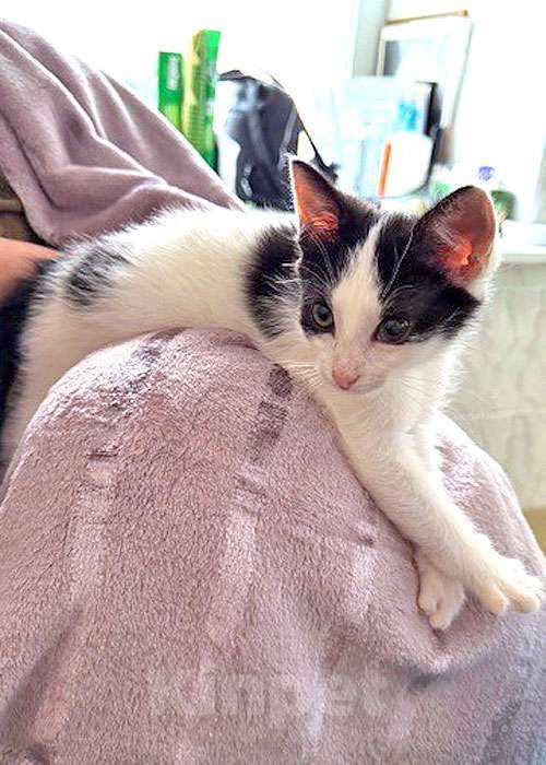 Кошки в Санкт-Петербурге: Ласковый трогательный котёнок Кузя ищет дом  Мальчик, 10 руб. - фото 8