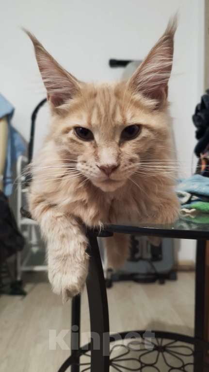 Кошки в Москве: Котята мейн кун Девочка, Бесплатно - фото 5