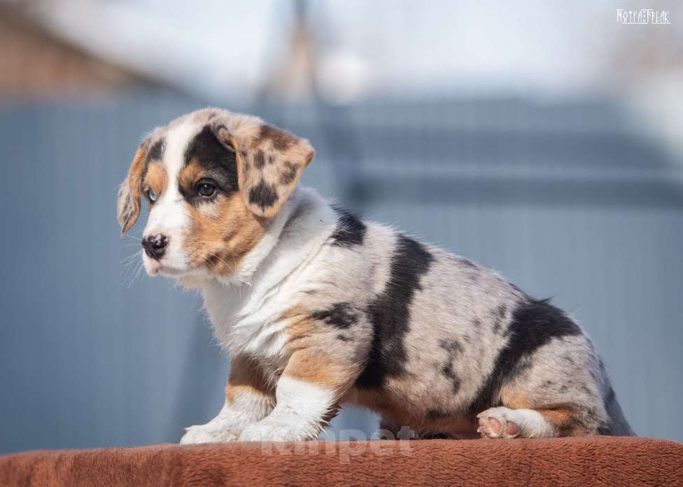 Собаки в Москве: Мальчик корги Мальчик, Бесплатно - фото 7