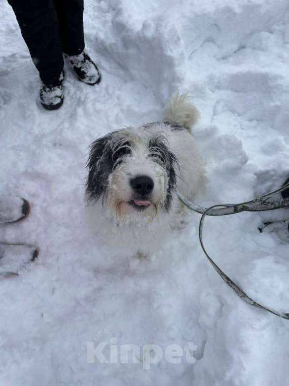 Собаки в Москве: Космо Мальчик, Бесплатно - фото 3