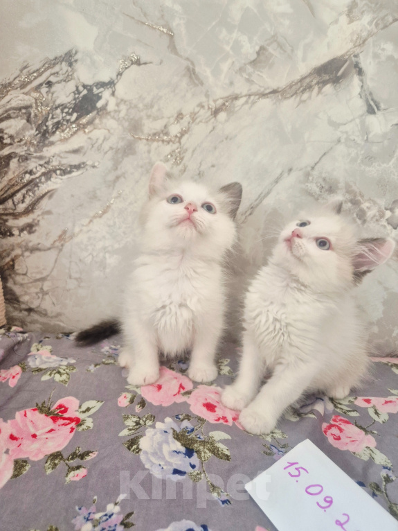 Кошки в Москве: Рэгдолл котяткт Мальчик, 60 000 руб. - фото 4