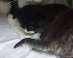 Кошки в Москве: Котята ищут дом Разнополые, Бесплатно - фото 3