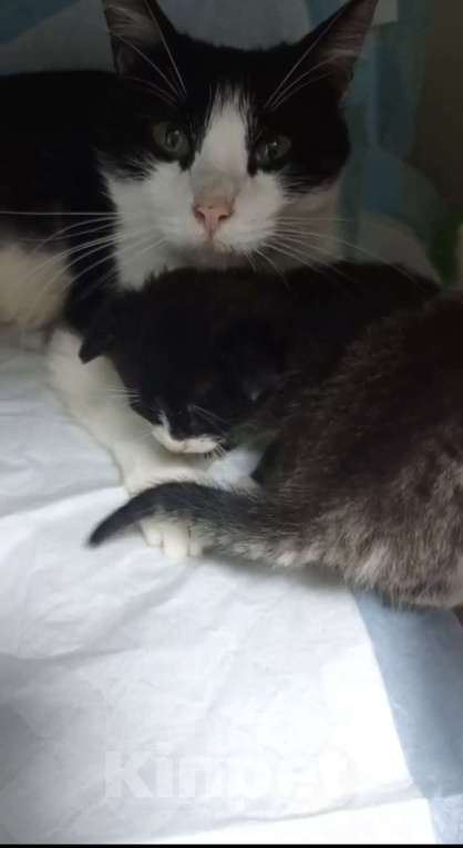 Кошки в Москве: Котята ищут дом Разнополые, Бесплатно - фото 3
