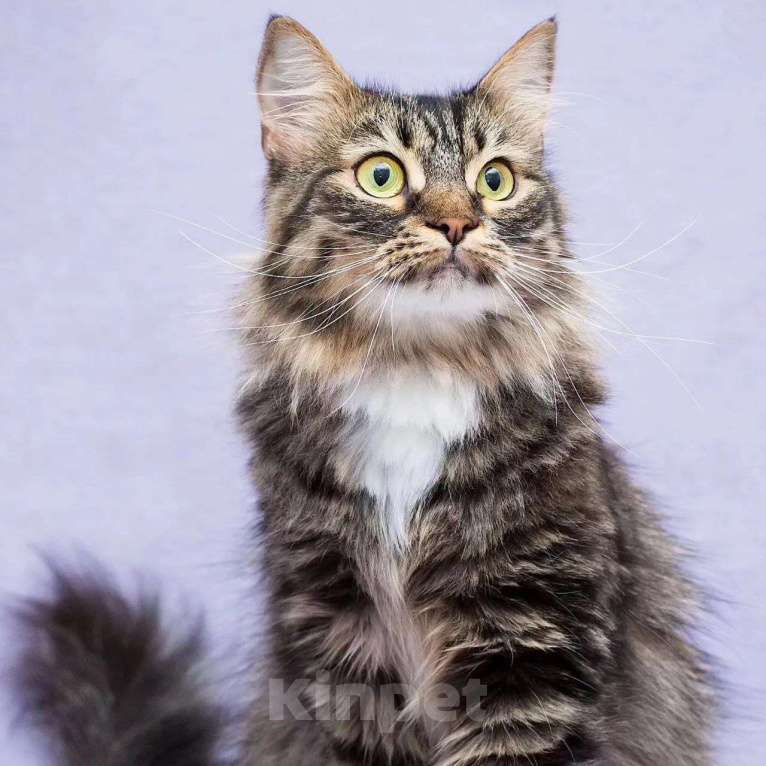 Кошки в Москве: Пушистую кошечку никто не замечает Девочка, Бесплатно - фото 2