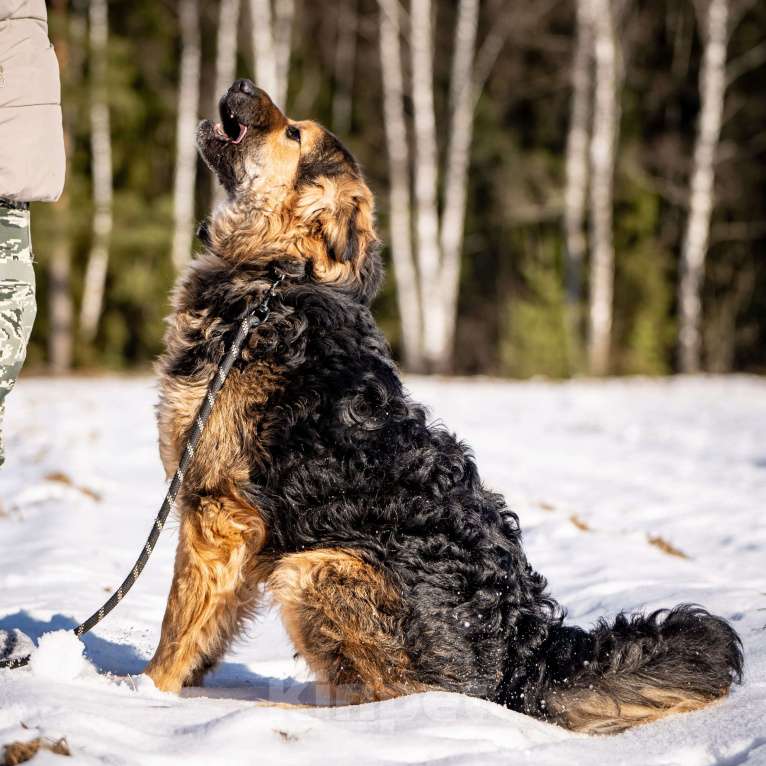 Собаки в Клине: Шарпундель - прикольный пёс Мальчик, Бесплатно - фото 6