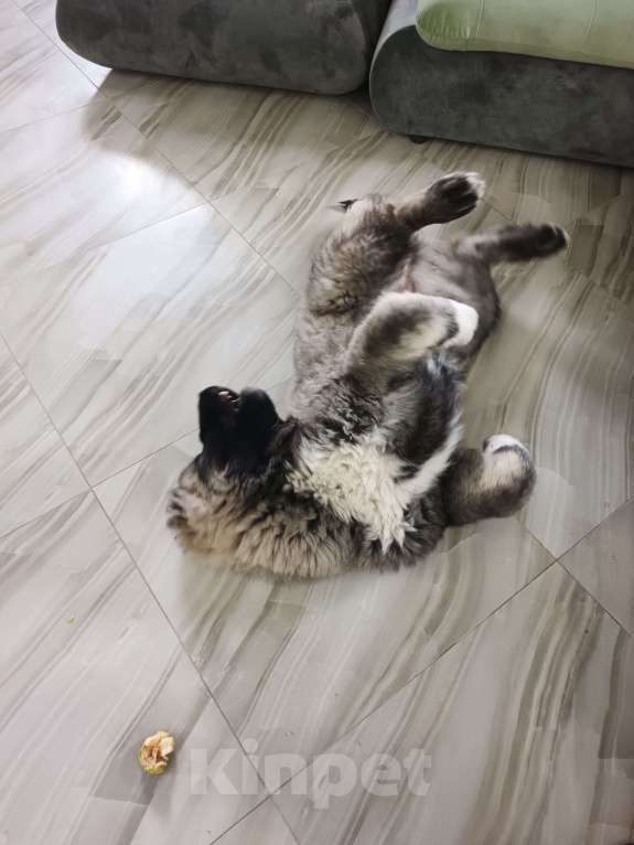 Собаки в Балашихе: Продам щенка кавказской овчарки Девочка, 30 000 руб. - фото 3