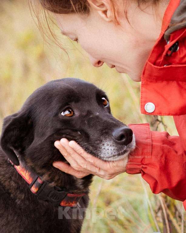 Собаки в Москве: Собака в добрые руки! Девочка, Бесплатно - фото 3