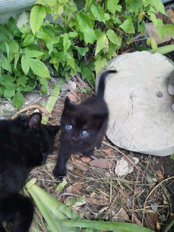 Кошки в Белгороде: Игривые крошки Мальчик, Бесплатно - фото 4