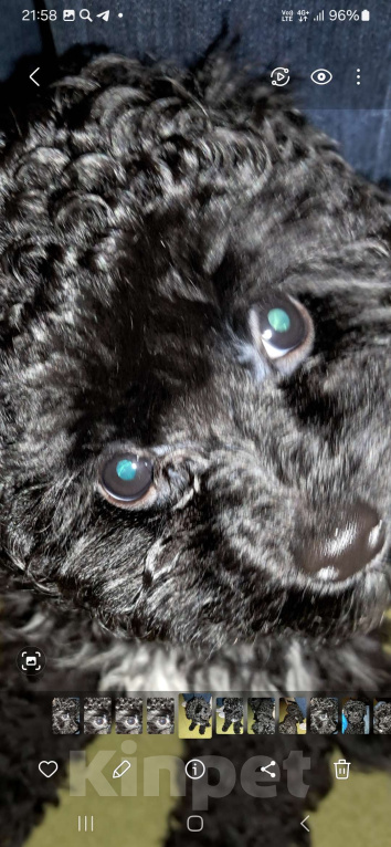 Собаки в Сочи: Синий Мальтипу f1 micro Мальчик, 150 000 руб. - фото 7