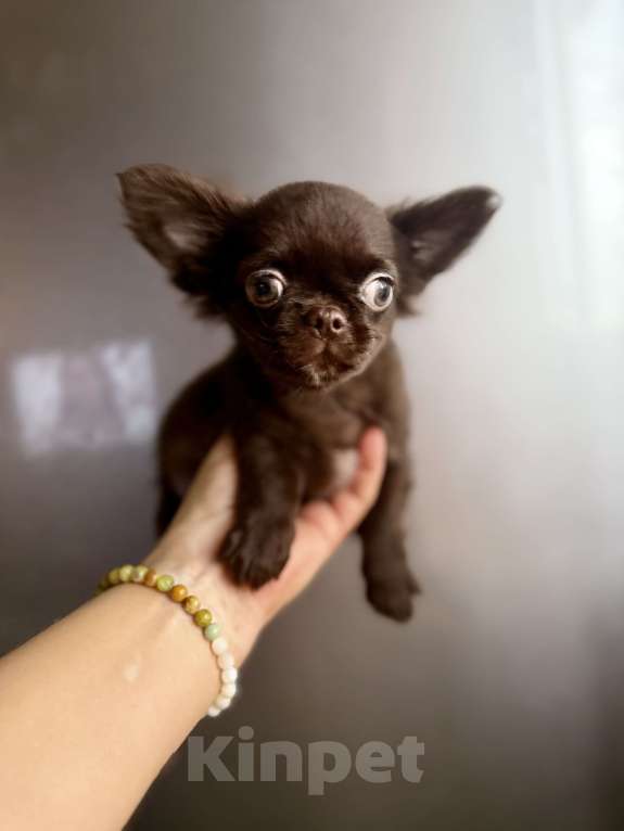 Собаки в Ростове-на-Дону: Чихуахуа мальчик Мальчик, 35 000 руб. - фото 1