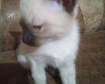 Кошки в других городах Ленинградской области: Сиамский котёнок Девочка, 15 000 руб. - фото 7