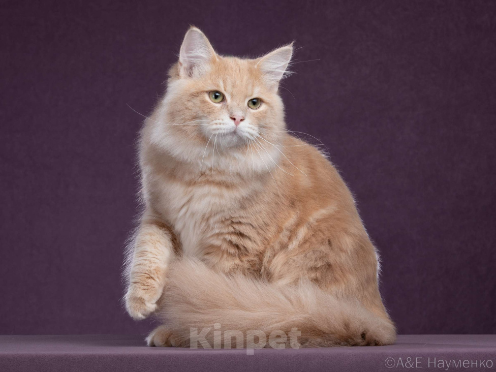 Кошки в Химках: Сибирский котик Нильс  ищет новый дом. Мальчик, 80 000 руб. - фото 4