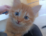 Кошки в Королеве: Котенок в добрые руки Мальчик, Бесплатно - фото 1