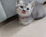 Кошки в других городах Московской области: Шотландский котенок девочка Девочка, 13 000 руб. - фото 5