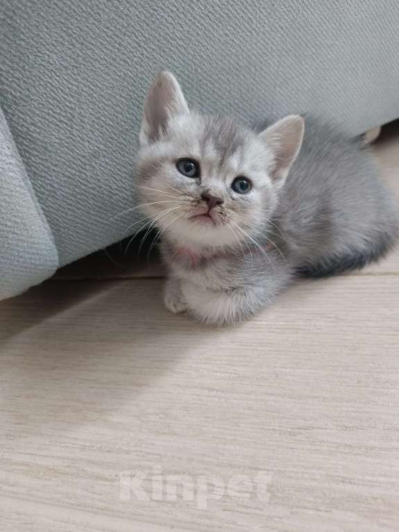 Кошки в других городах Московской области: Шотландский котенок девочка Девочка, 13 000 руб. - фото 5