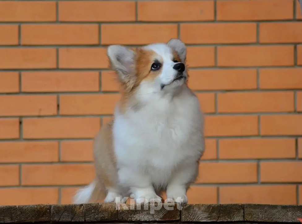 Собаки в Новосибирске: Щенок вельш корги пемброк Девочка, 50 000 руб. - фото 2