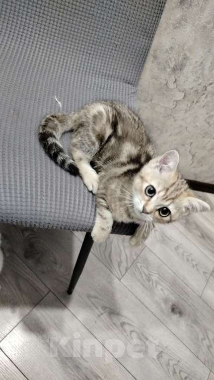 Кошки в Москве: шиншилла золотистая котёнок Мальчик, 10 000 руб. - фото 3