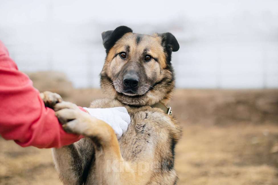 Собаки в Москве: Бублик Мальчик, Бесплатно - фото 3