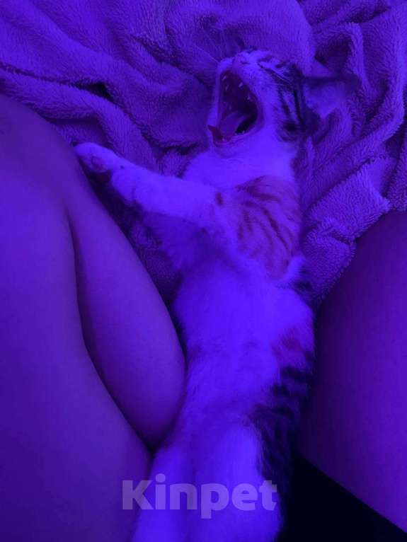 Кошки в Санкт-Петербурге: Прошу помощи Девочка, 1 руб. - фото 2