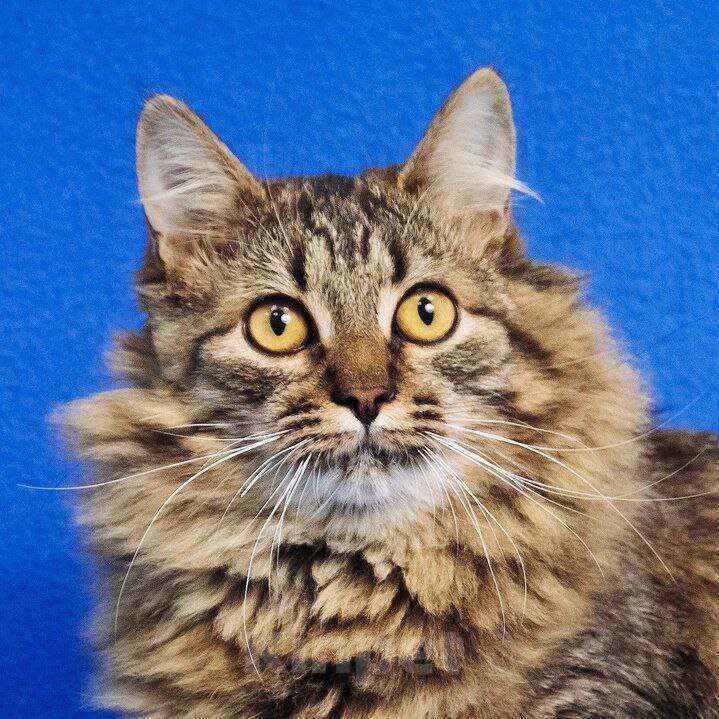 Кошки в Москве: котенок Орешек ищет дом Мальчик, Бесплатно - фото 7