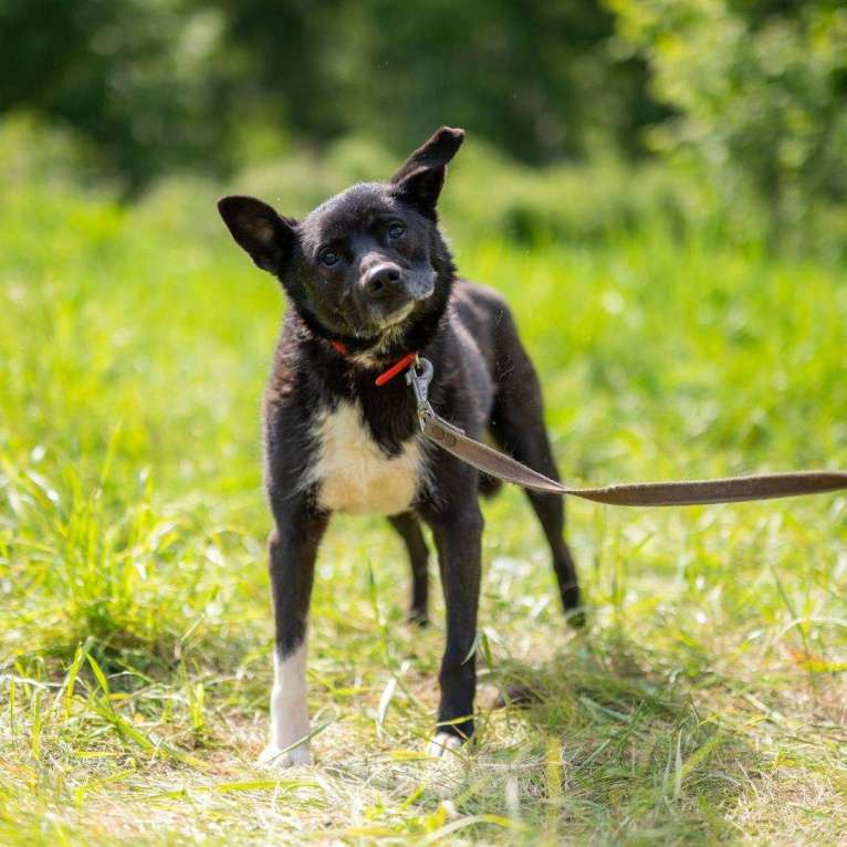 Собаки в Москве: Ася Девочка, Бесплатно - фото 2
